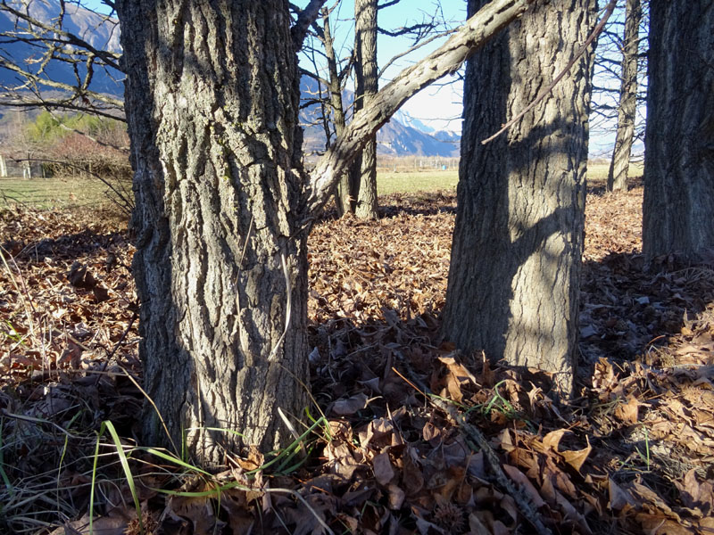 Liquidambar styraciflua - Altingiaceae